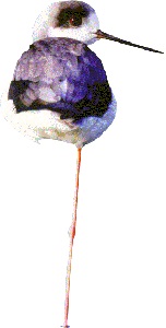 高蹺鴴